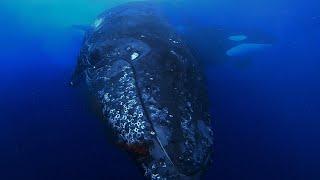 Humpback Survives Killer Whale Attack in Bremer Canyon