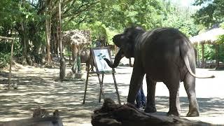 A Thailand Elephant painting a Royal Poinciana Tree