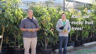 Rare and Unusual Tropical Fruit Trees - Champa Nursery of El Monte