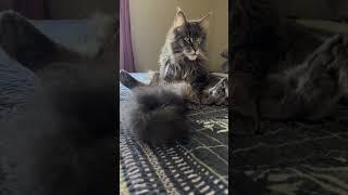 Meet Manny, the Maine Coon Cat with the Cutest Pose! #mainecooncat