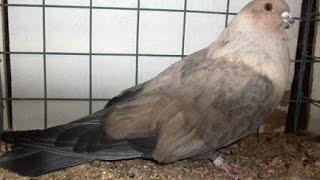 Egyptian Swift pigeon Pair ( Birds & Pigeon Gallery )