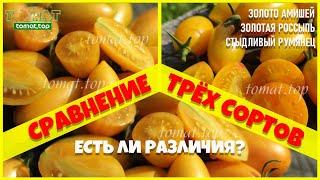 Обзор и сравнение трёх сортов. Есть ли различия? Золото Амишей, Золотая Россыпь и Стыдливый румянец