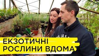 Родина Попиків вирощує у себе вдома екзотичні рослини. Ранок на Суспільному