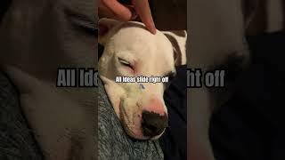 Pitbulls have the Smoothest Brain  #shorts #pitbull #pitbullpuppyremix #pitbullpuppy #pitbulldog