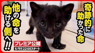 【子猫 保護】偶然が重なり救われた小さな命...これからはボクが命を助ける！