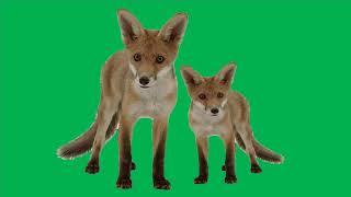 Green Screen Effect - Animals - Jackal - FiazKhadmi