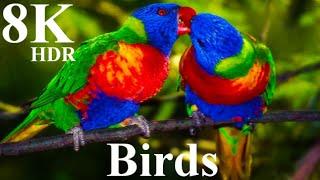 Wild Birds Special Collection 8K VIDEO ULTRA HD HDR ।। Around The World HD ।। Birds Video In HDR ।।