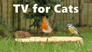 Caturday Cat TV   ~ Birds for Cats to Watch with A Cheeky Mouse Surprise