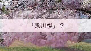 【栃木观光】小山市的思川樱花是什么，代代相传？