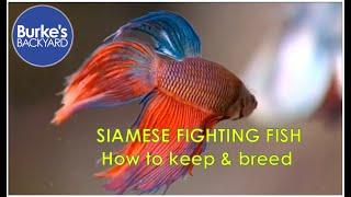 Siamese Fighting Fish Road Test