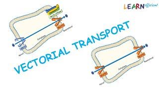 Passage of drugs across the plasma membrane Part 6: Vectorial transport @LEARNefficient