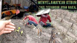 Butuh kesabaran tinggi menjaga kebun dari serangan ayam nakal warta petani muda hidup di hutan