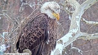 USS Bald Eagle Cam 1 on 1-7-25 @ 15:41 Sub adult visits the nest