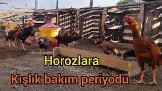 Horozları tavukları satıyormuyum? /Hint horozu kışlık bakım çalışan ve yatan horozlara ne verilmeli?