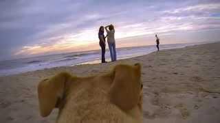 My Dog Wearing the GoPro Walking on the Beach at Oak Island, NC (watch in HD)