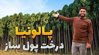 گزارش ویژه از درخت پول ساز - با این درخت پولدار شوید