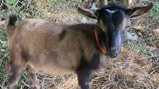 Nigerian Dwarf goats- BUYER BEWARE