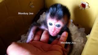 New Born Monkey NMex Abe,Welcome New member baby monkey Abe very cute hello baby welcome!!