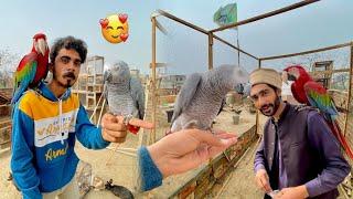 Finally Macaw Aur Grey Parrot Handtame Ho Gay   Parrots Ko Master Cage Ma Chor Dea