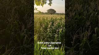 Tanaman jagung subur #shorts #jagung #tanamjagung #jagungmuda #petanimuda