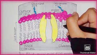 How to draw diagram of FLUID-MOSAIC MODEL of CELL MEMBRANE