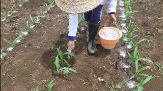 Ini Rahasianya.! Supaya Batang Bisa Besar, Coba Berikan Pupuk Ini