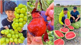 Farm Fresh Ninja Fruit (Oddly Satisfying Fruit Ninja) #166