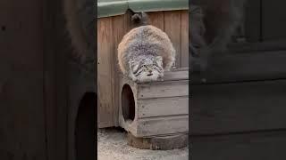 Mia the Pallas’s cat puts paws on her tail