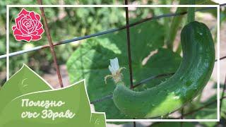 Cucumbers are crooked - causes and solutions