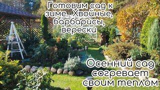 ОСЕННИЙ сад СОГРЕВАЕТ своим теплом. ГОТОВИМ САД к ЗИМЕ. ХВОЙНЫЕ, БАРБАРИСЫ, ВЕРЕСКИ