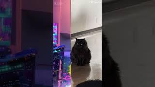 Black cat as cyber cat! #cat #cybercat #catshorts #catvideos #blackcat #theccu #catparty #ilovecats