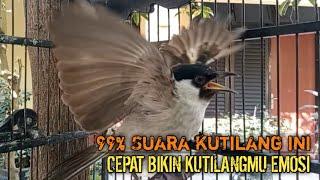 Suara Burung Kutilang Gacor ASLI Tanpa isian, Ampuh untuk Pikat Kutilang bikin kutilang Ribut gacor