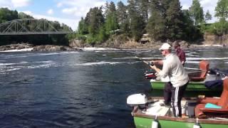 Holmfoss i Numedalslågen 2013