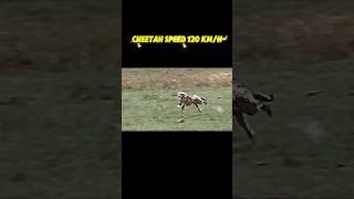 The fastest animal in the world #trending #shorts #animals #wildlife #cheetah #peregrinefalcon