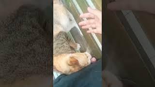 KUICING JADI MANJA JIKA DIKUSUK KEPALA