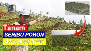 Part 1  Pendampingan Kebun Alpukat - Proses Pembuatan Kebun Alpukat Miki di Tabanan