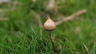 Liberty caps - South Wales 4K