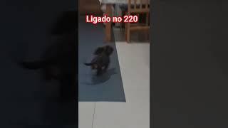 Ligado no 220v