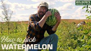 How to Pick the PERFECT Watermelon!
