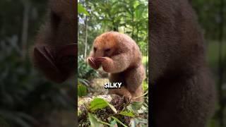 The smallest anteater in the world#heartwarmingpets #animals