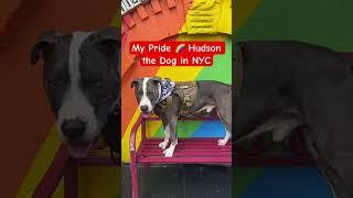 Hudson the Dog Celebrates Pride in #NYC #newyorkcity #pride #pridemonth #cutedog #doglover #dogs