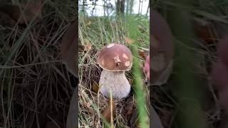 First time ever finding Boletus Edulis.