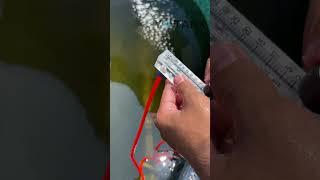 DIY aeration to increase the Dissolved oxygen in fish farm #tilápias  #dissolvedoxygen #fishfarming