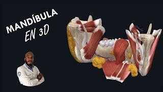 Anatomia - Mandìbula en 3D (Partes, Inserciones, Vasos y Nervios)