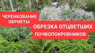 ЧЕРЕНКОВАНИЕ ОБРИЕТЫ . ОБРЕЗКА ОТЦВЕТШИХ ПОЧВОПОКРОВНИКОВ. СЕЯНЦЫ АРАБИСА И ОБРИЕТЫ.