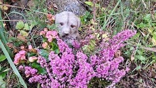 Kanervat haudoille ja Huuta muistellaan. Heathers for graves and Huu in memoriam.