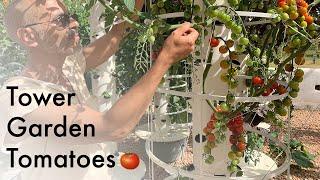 How to grow tomatoes on a Tower Garden