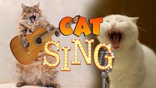 Best Of 2022 - Top Funny Cat Singing Videos - TRY NOT TO LAUGH