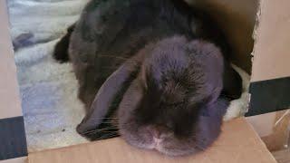 Bunny’s Oops Moment: Accidental Roll Over!