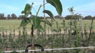 Managing Leader Growth on Young Pear Trees